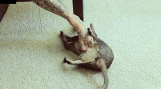 Sara Fabel feet photo 18
