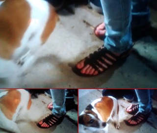 Sarah Desjardins feet photo thumbnail