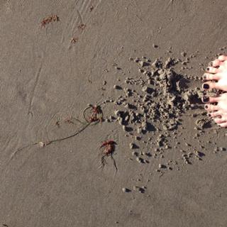 Sarah Wayne Callies feet photo thumbnail