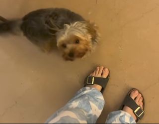 Shanaya Kapoor feet photo thumbnail