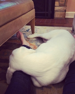 Shannon Bream feet photo thumbnail