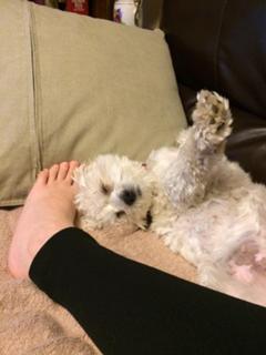 Shawna Howson feet photo 9