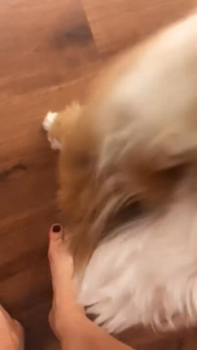 Sheila Mello feet photo 12