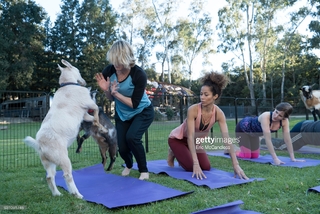 Sherri Saum feet photo 19