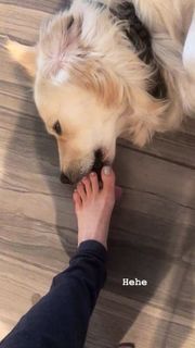 Shira Lazar feet photo 5