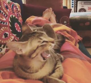 Shruti Haasan feet photo thumbnail