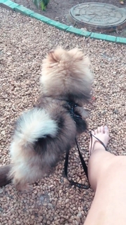 Sil Esteves feet photo 19