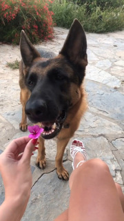 Simay Barlas feet photo thumbnail