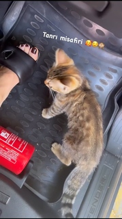 Simge Sagin feet photo thumbnail