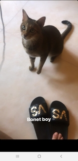 Sneha Ullal feet photo 3