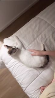 Sofia Santino feet photo thumbnail