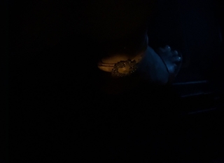 Sonal Chauhan feet photo thumbnail