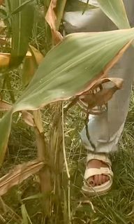 Sonia Bohosiewicz feet photo 5