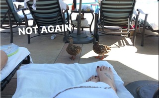 Sonja Reid feet photo thumbnail