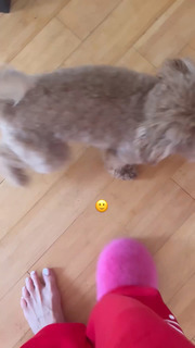 Sophia Culpo feet photo 6