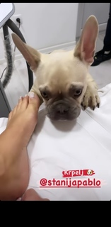 Stanija Dobrojević feet photo 15
