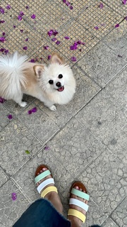 Sulaf Fawakhrji feet photo 11
