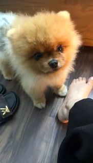 Sunanda Sharma feet photo thumbnail