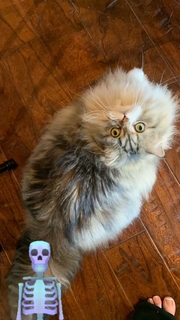 Suzy Berhow feet photo thumbnail