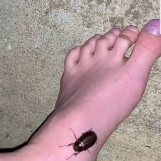 Tabby Sharp feet photo 16