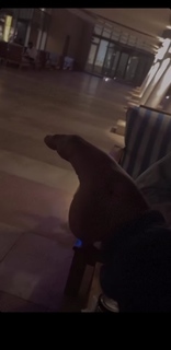 Teodora Dzehverovic feet photo thumbnail