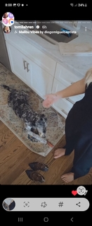 Tomi Lahren feet photo thumbnail