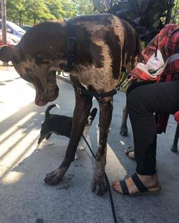 Torrey DeVitto feet photo thumbnail