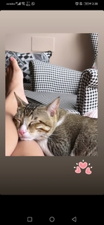 Triptii Dimri feet photo thumbnail