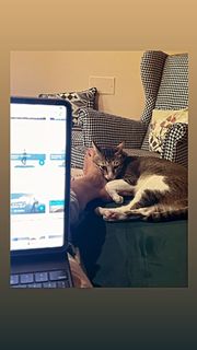 Triptii Dimri feet photo thumbnail