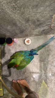 Una Kablar-UKI-Q feet photo 2
