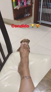 Vanessa Mesquita feet photo 2