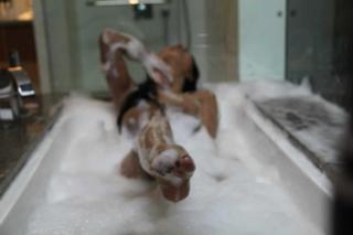 Veena Malik feet photo thumbnail