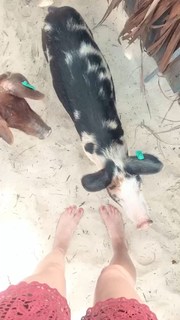 Vienna Sharp feet photo 18