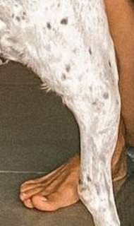 Violeta Urtizberea feet photo 18