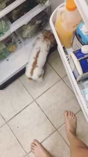 Violett Beane feet photo thumbnail