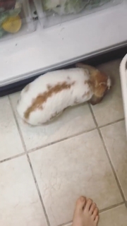 Violett Beane feet photo thumbnail