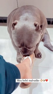 Whendy Tavares feet photo thumbnail