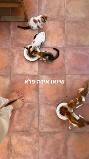 Yaara Benbenishty feet photo 4