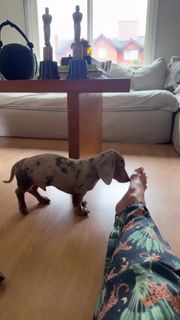 Yanina Latorre feet photo thumbnail