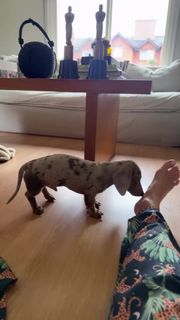 Yanina Latorre feet photo thumbnail