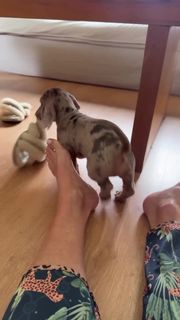 Yanina Latorre feet photo thumbnail