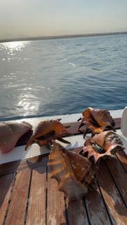 Yasmine Sabry feet photo thumbnail