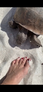Yolanda Hadid feet photo 5