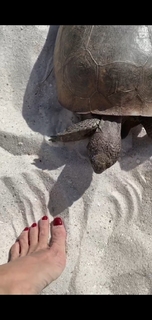 Yolanda Hadid feet photo 4