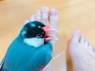 Yuki Nakashima feet photo 14