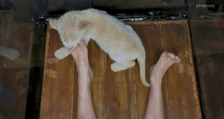 Yuliya Gavrilina feet photo thumbnail