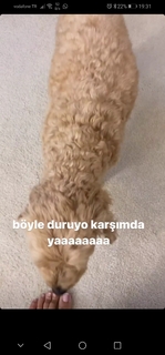 Zeynep Bastik feet photo thumbnail